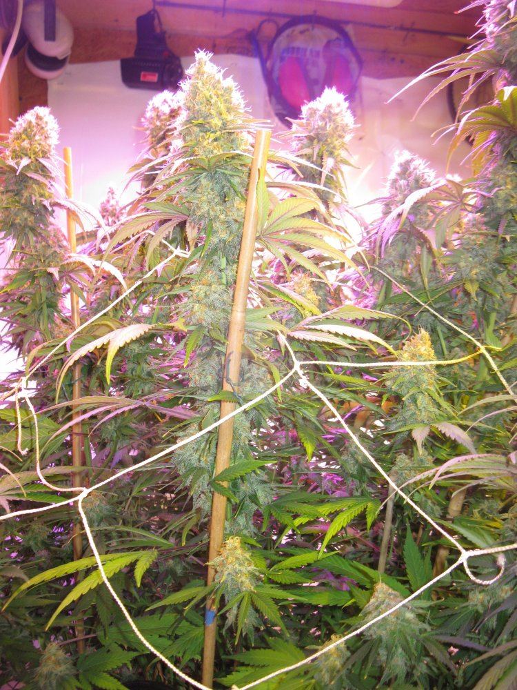 Mk led 47 days 006