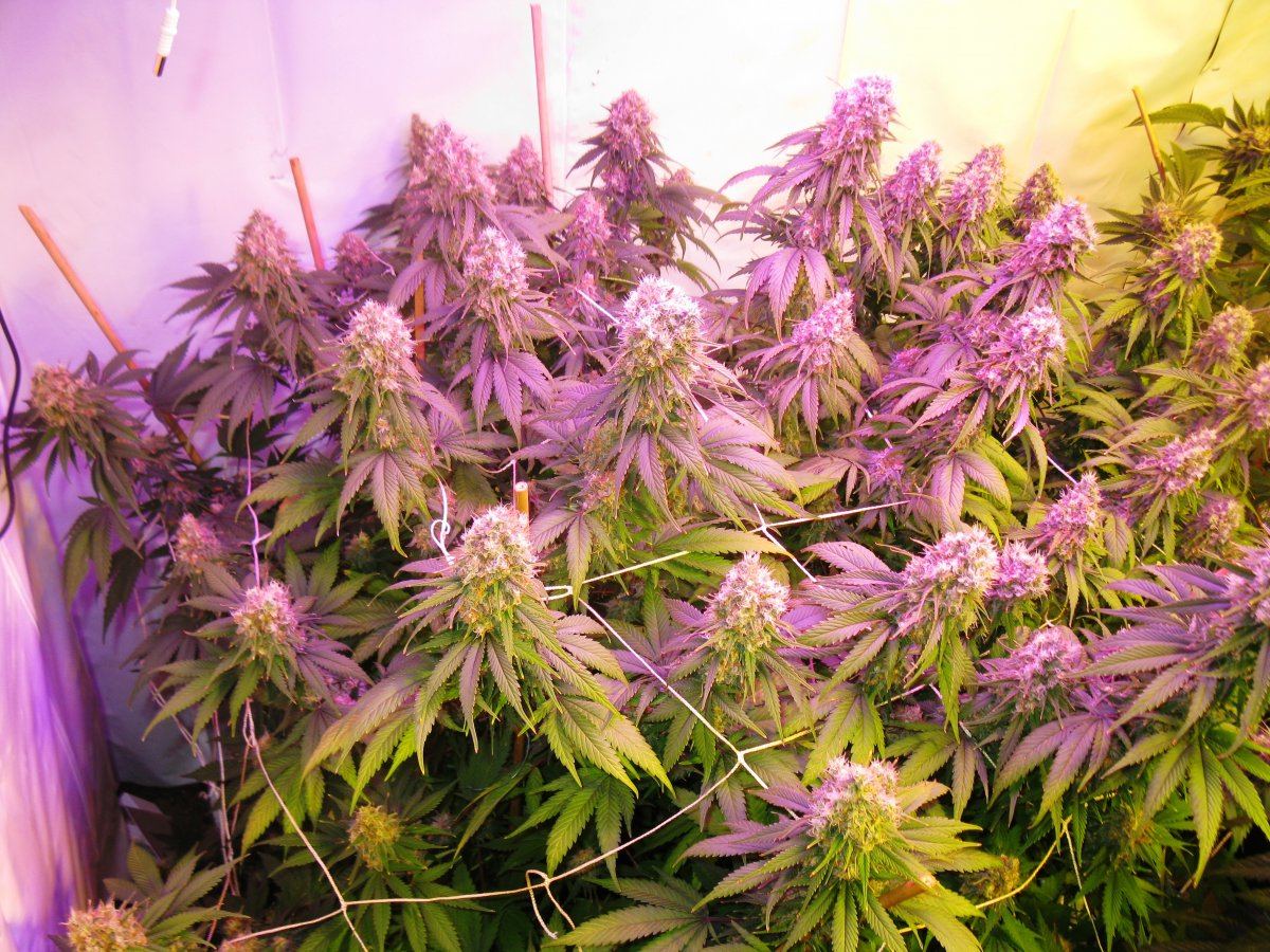 Mk led 47 days 007
