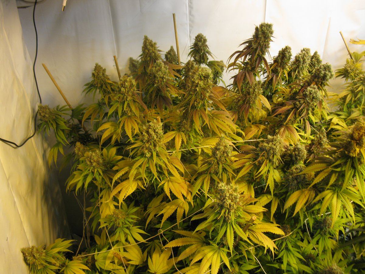 Mk mars led 001