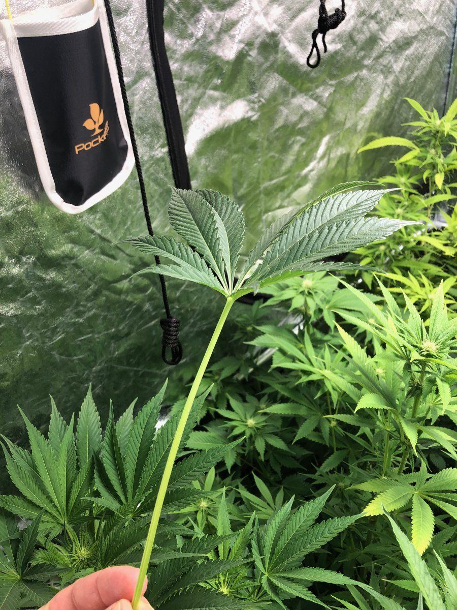 MLK1 petiole 5 30 22