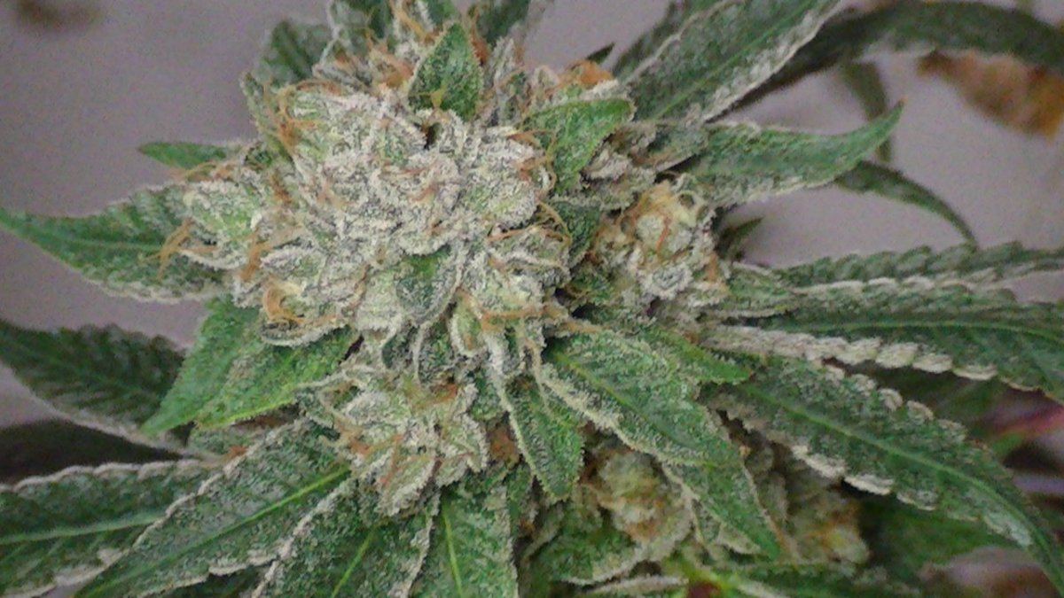 Mmb seed drop 10 3