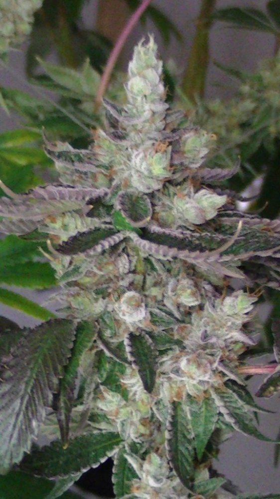 Mmb seed drop 10 4