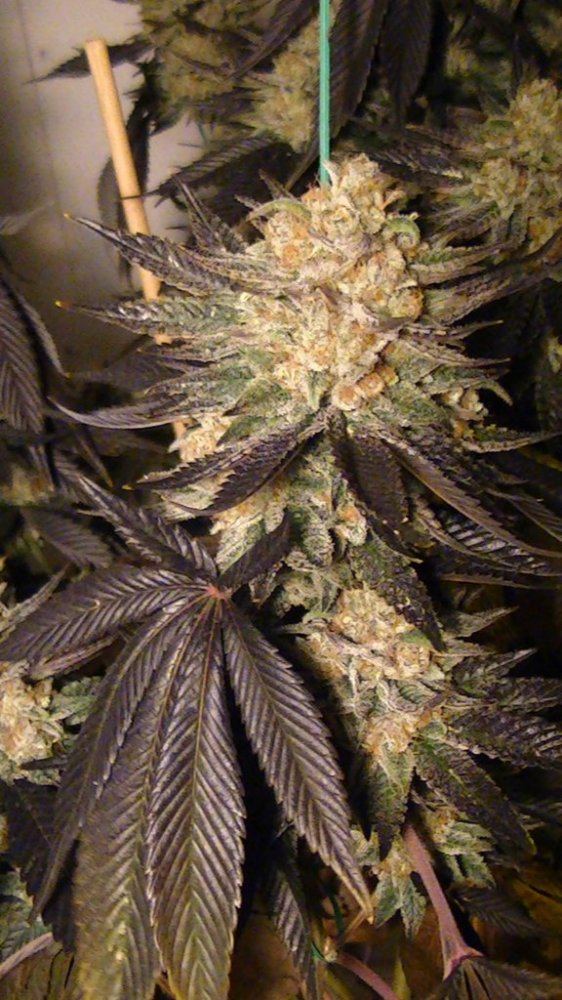 Mmb seed drop 10 8