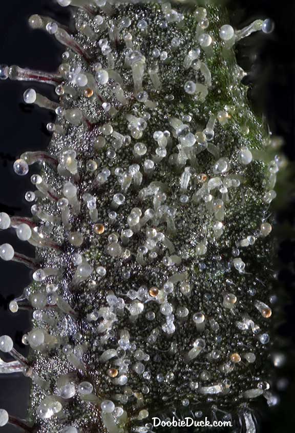 MMHaze 7869 W