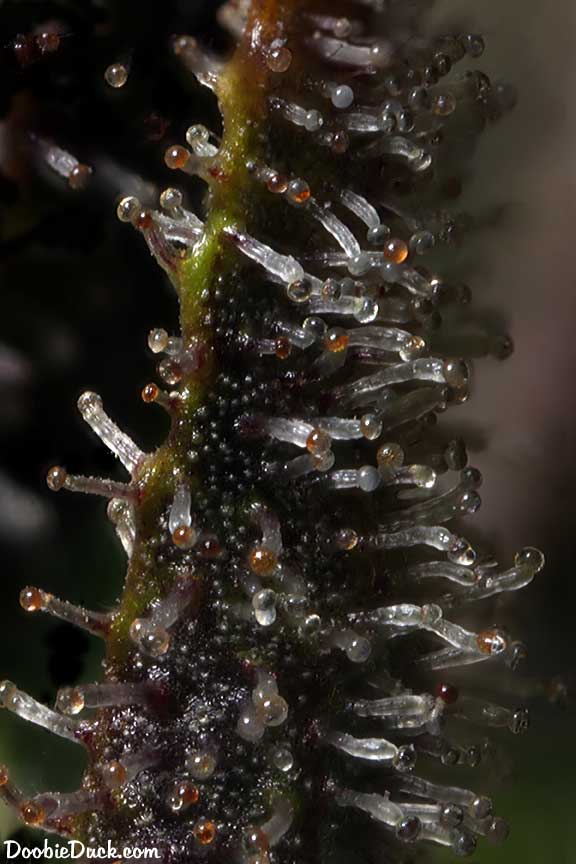 MMHaze 8208 W