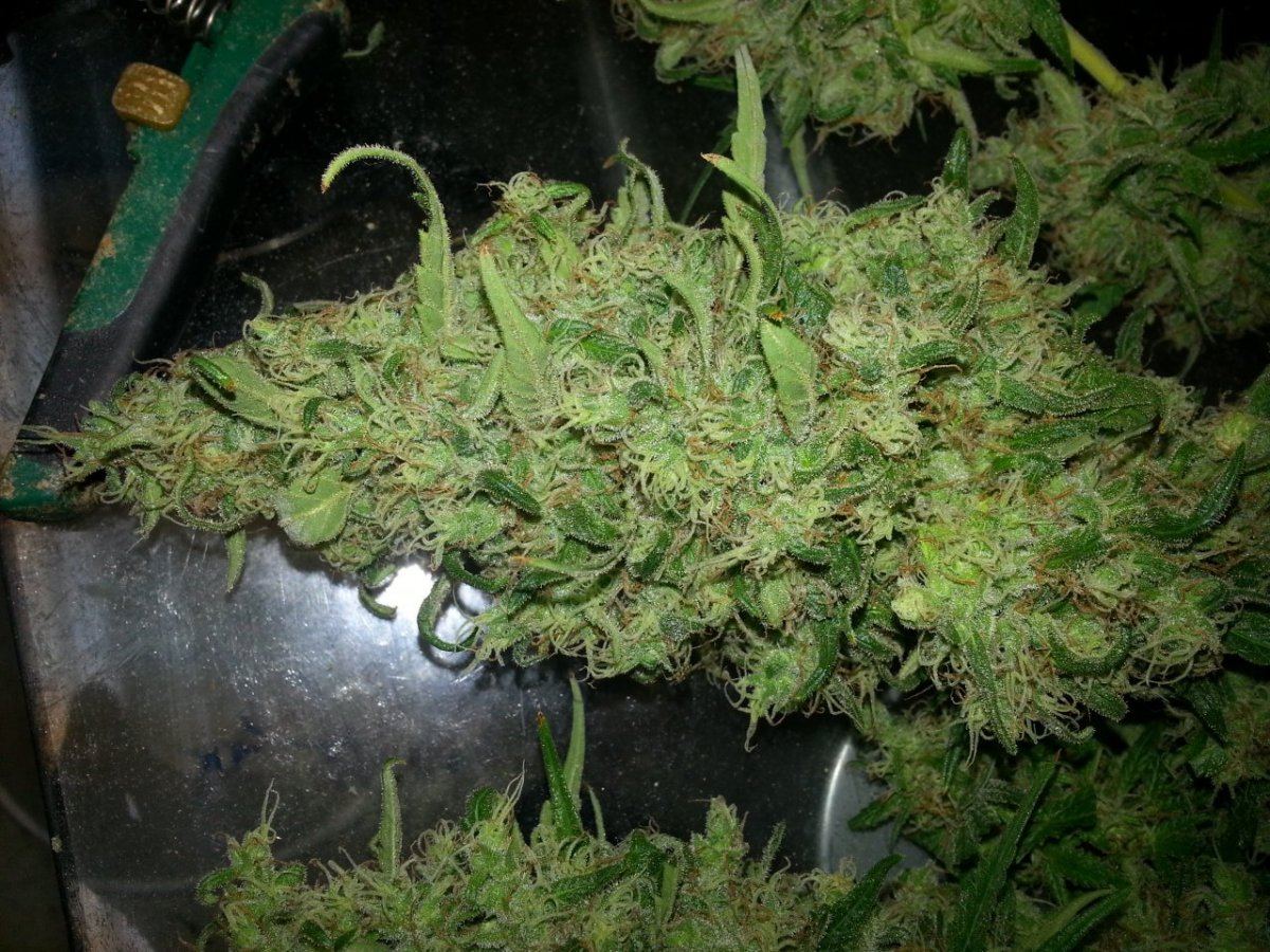 Mmi2 harvest