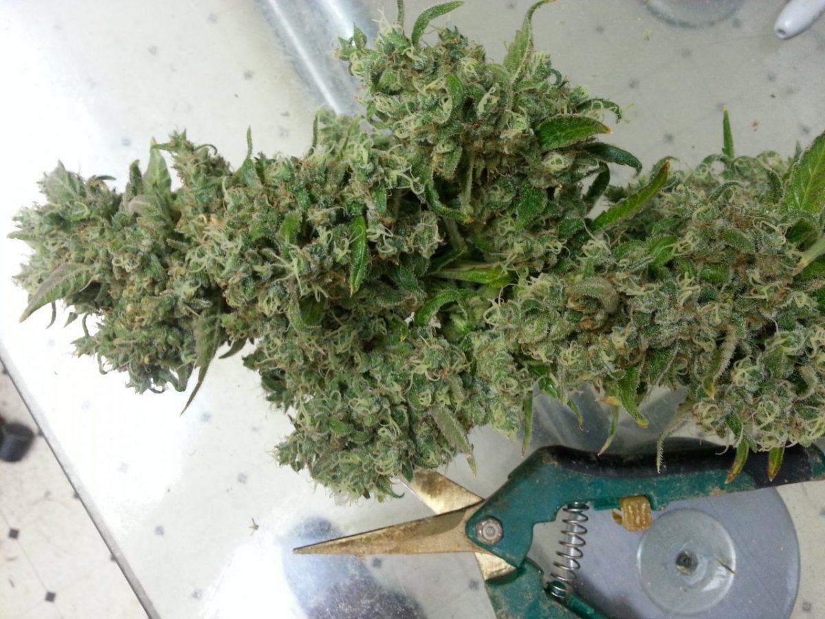 Mmi4 harvest