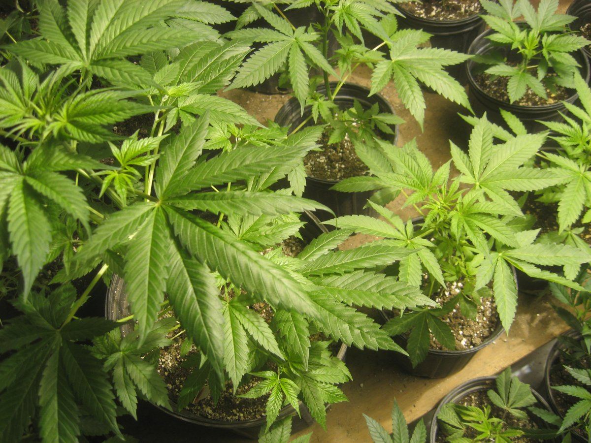 MMJ51916 12