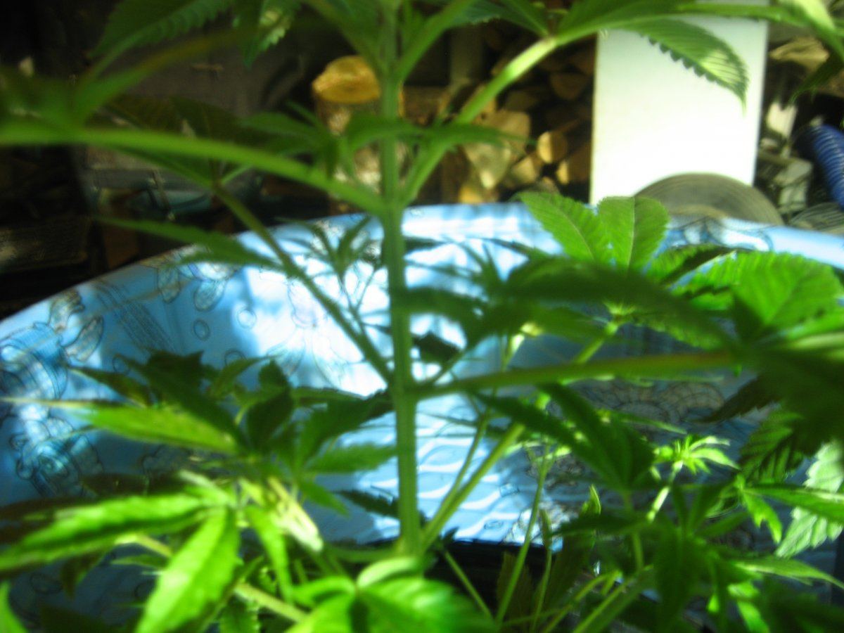 Mmj12016 20