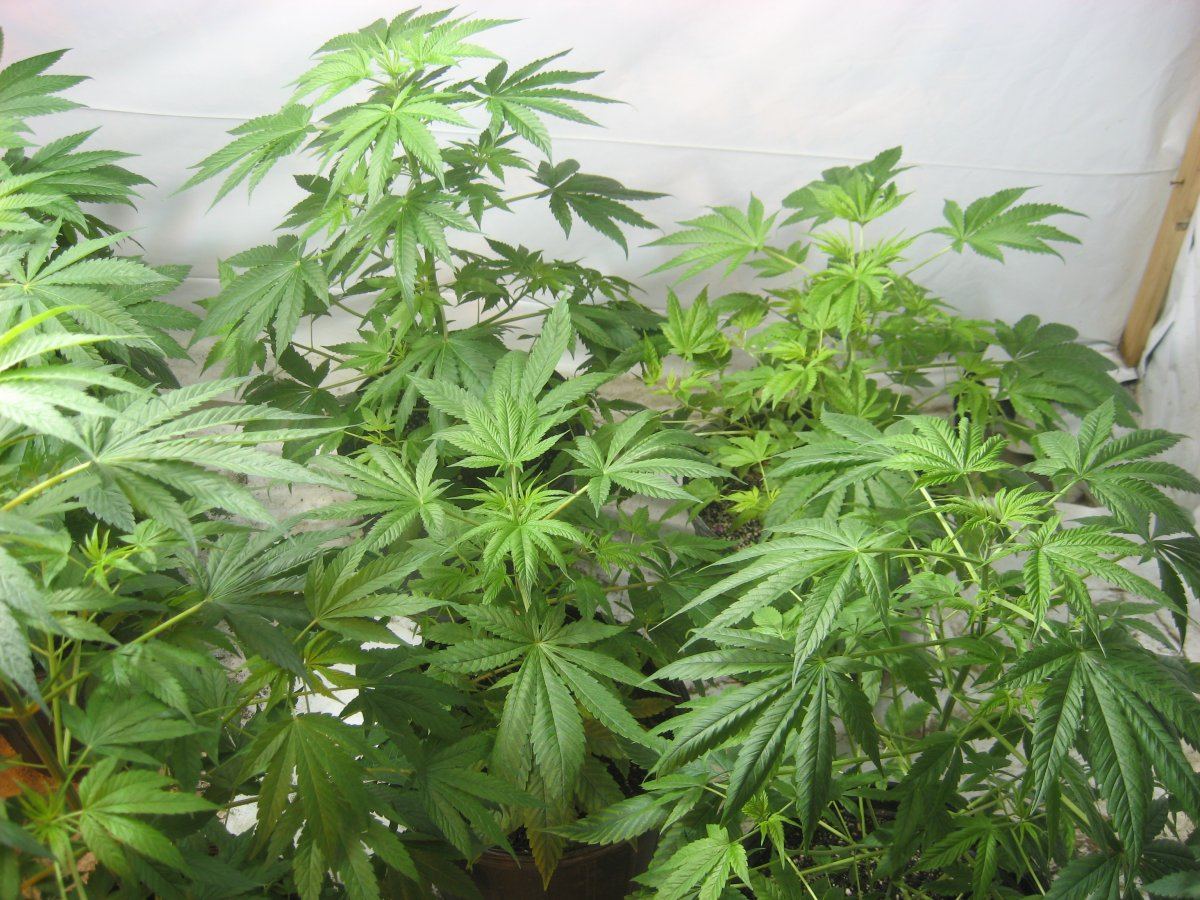 Mmj12016 49
