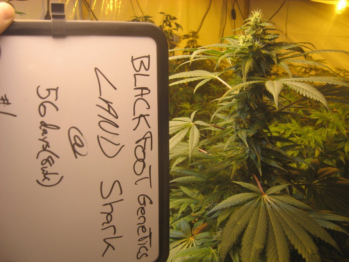 MMJ3111656days 1