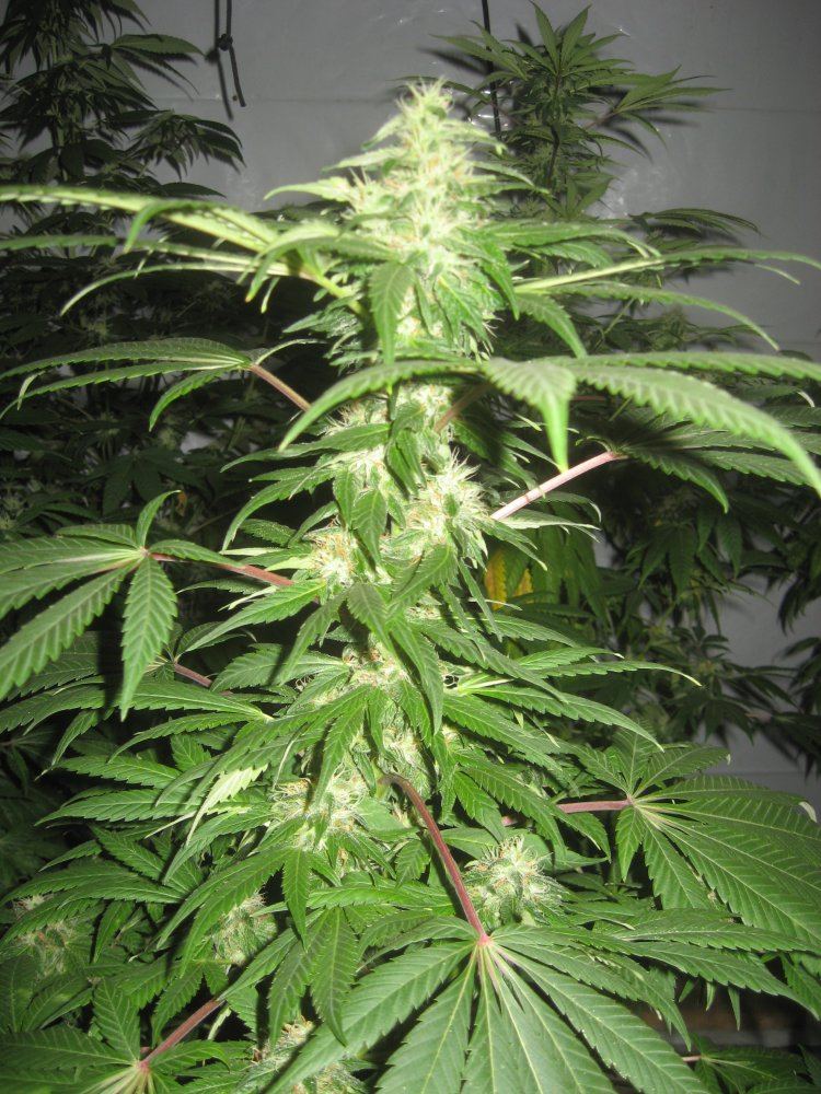 MMJ3111656days 13