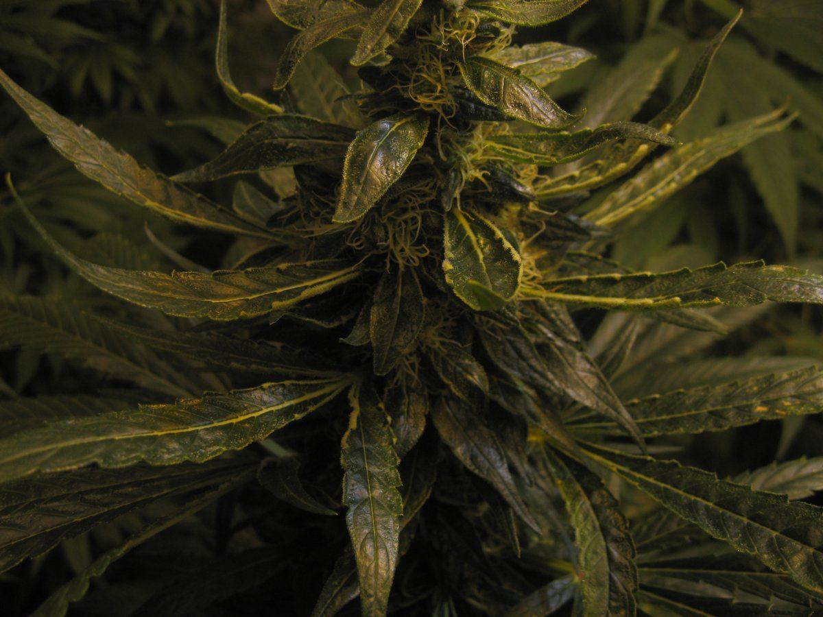 MMJ3111656days 3