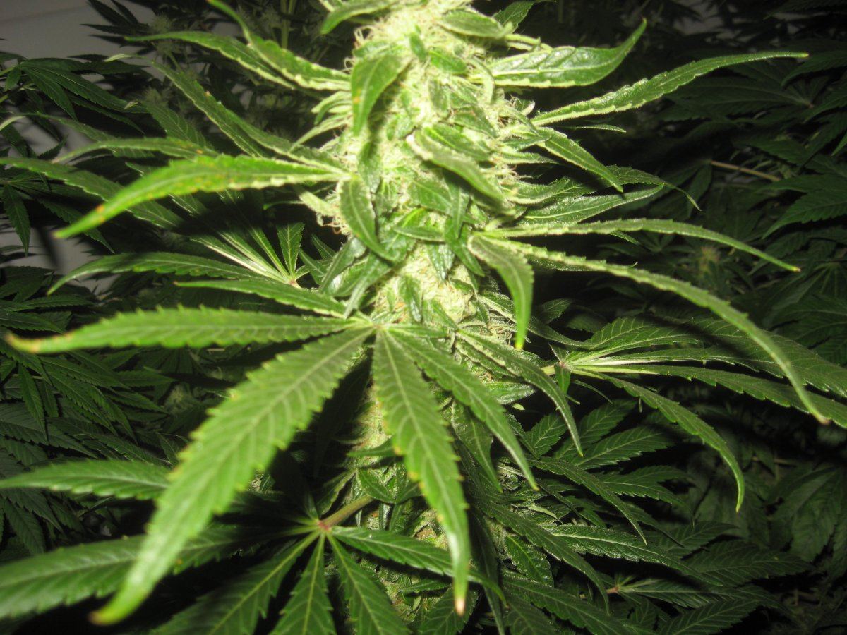 MMJ3111656days 9