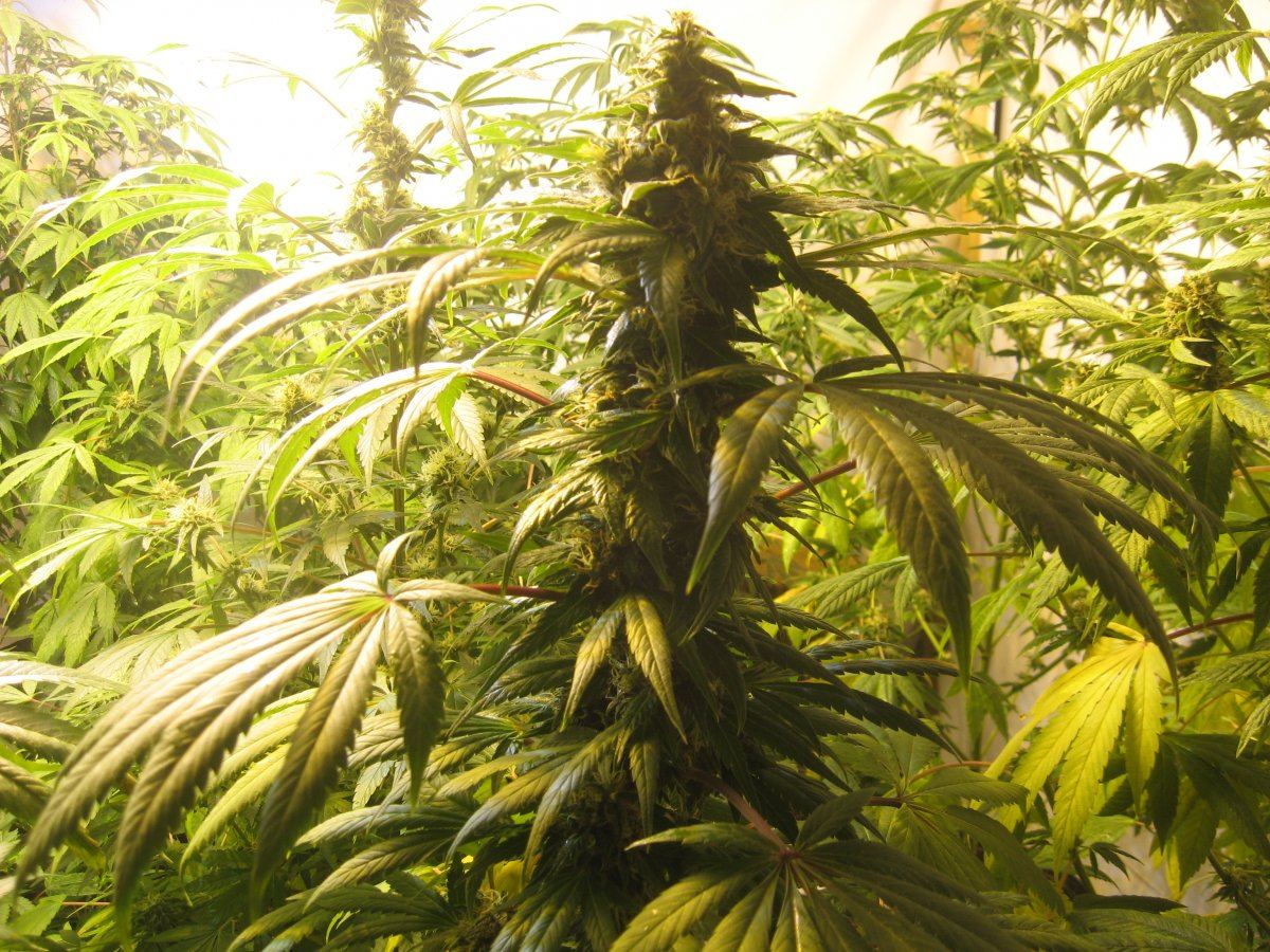 Mmj31716LSandCS62 2