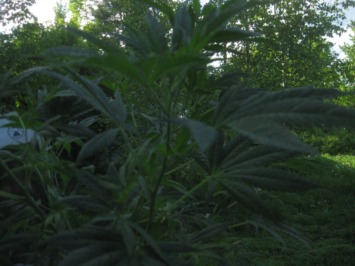 MMJ6616 65