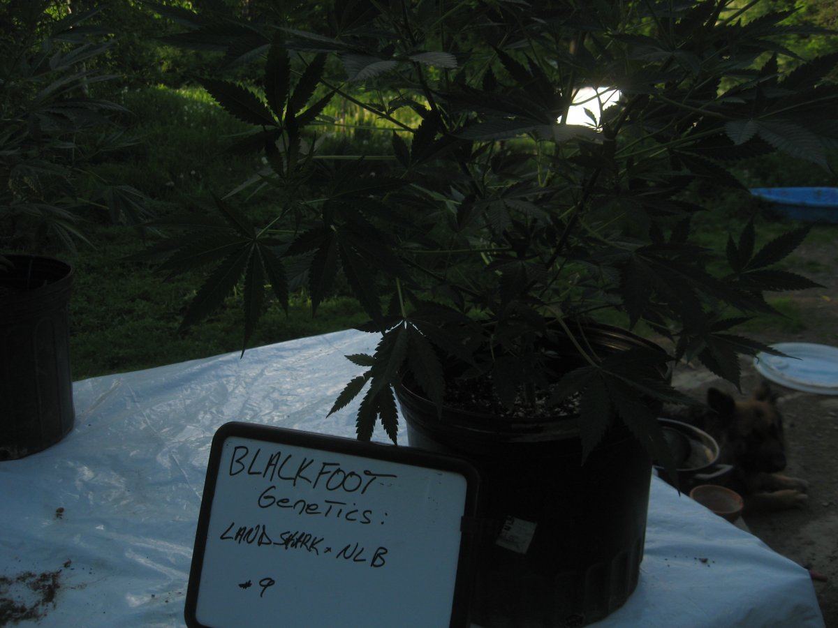 MMJ6616 66