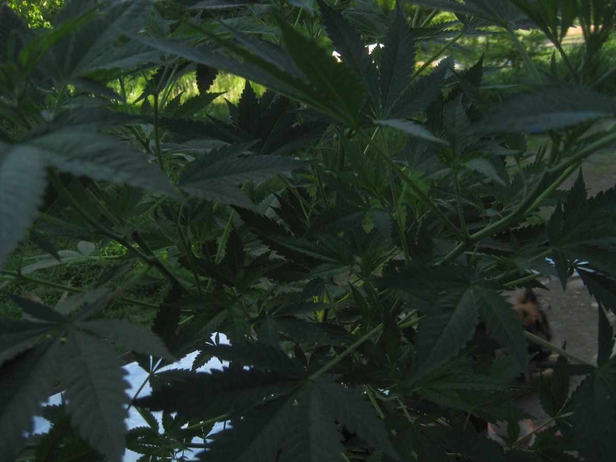 MMJ6616 67
