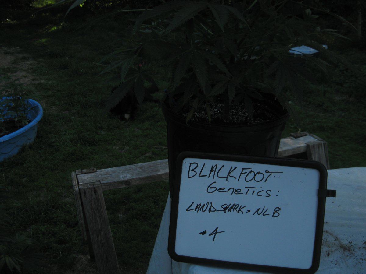 MMJ6616 68