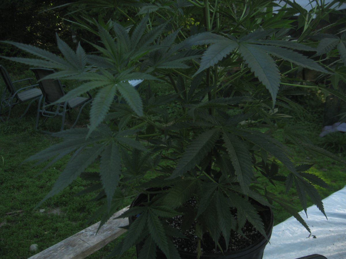 MMJ6616 71