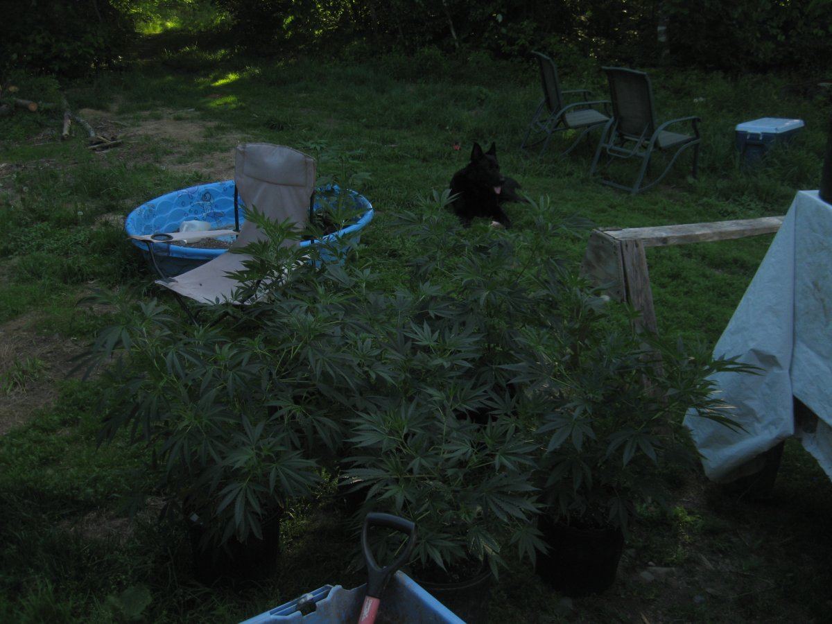 MMJ6616 73