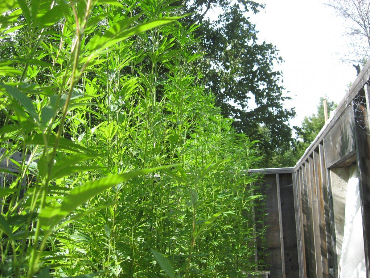 Mmj82515 14