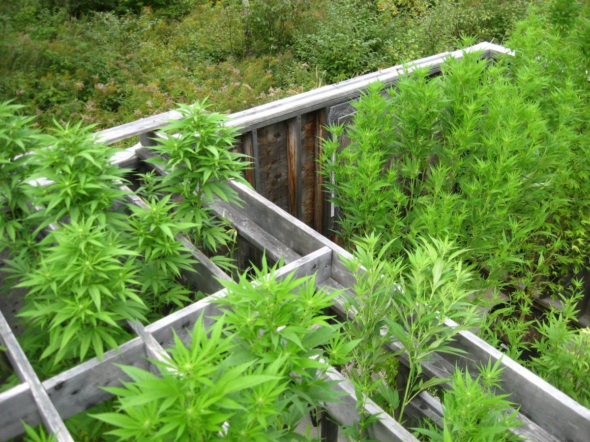 Mmj91915 46
