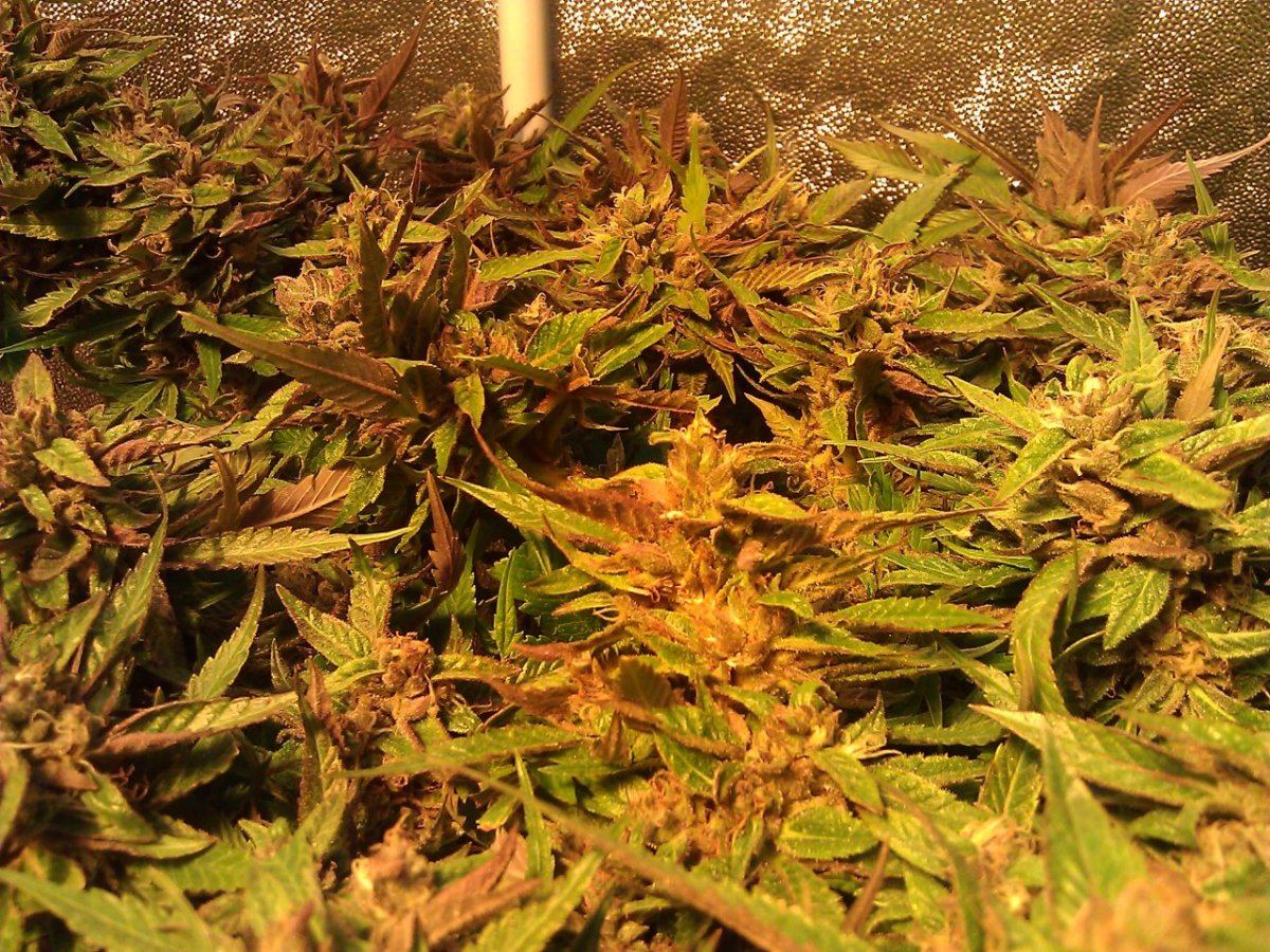 Mmmm cookie dream mid week 7
