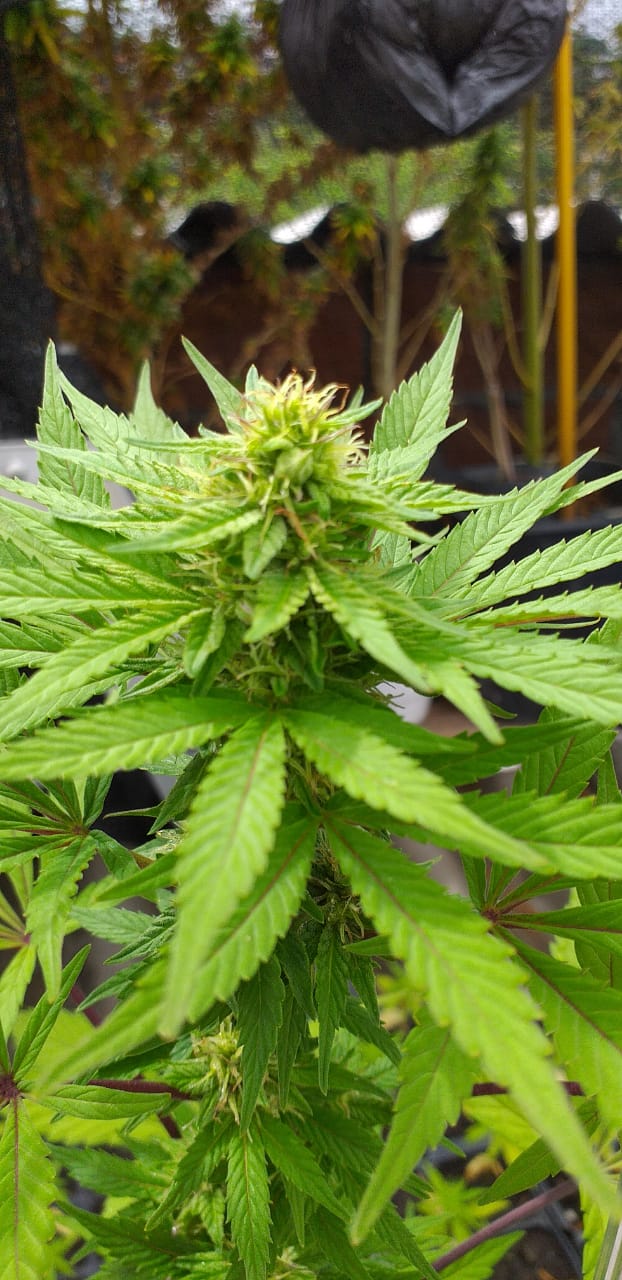 MOO 18