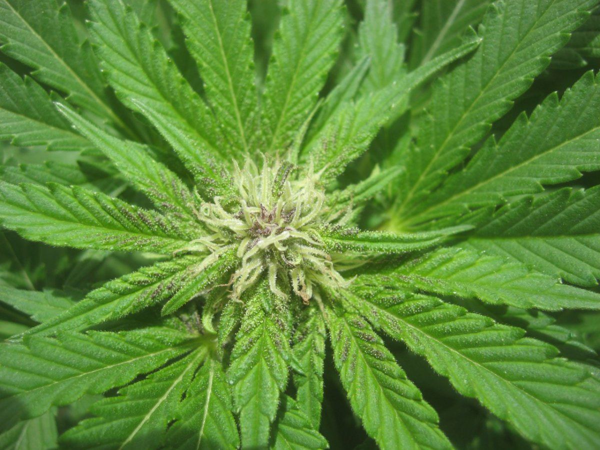 Mob real maine strain