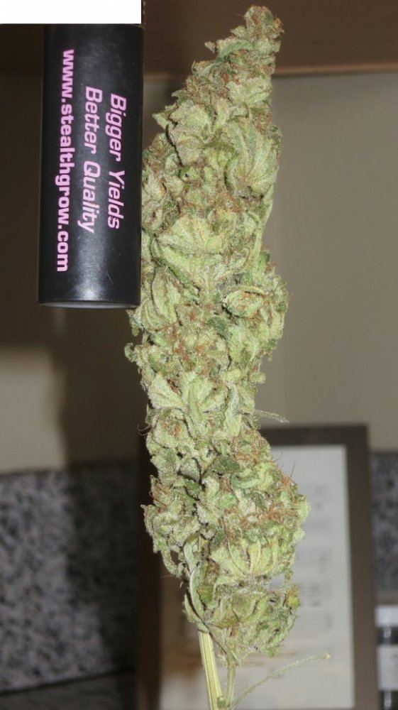 MOBLITE sf