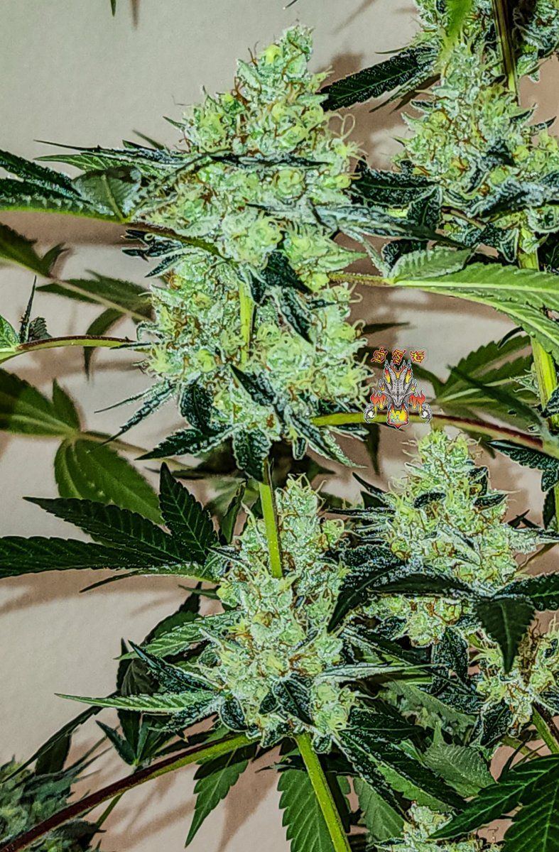 Modifed macberry moonshine  day 65 2