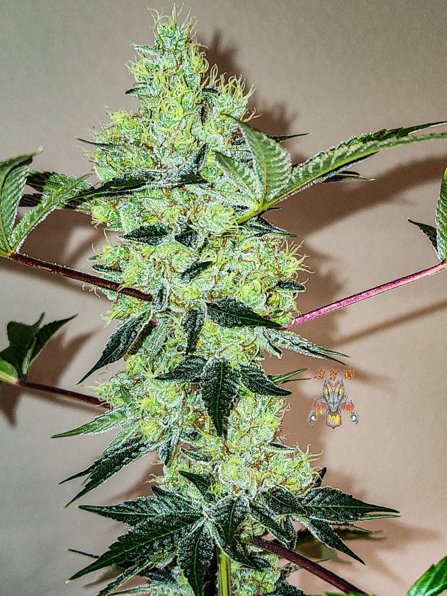 Modifed macberry moonshine  day 65 3