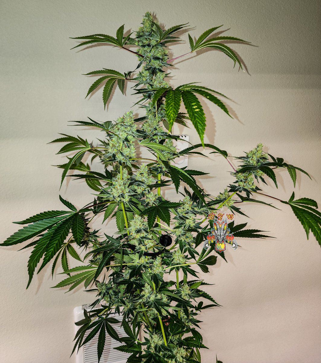 Modifed macberry moonshine  day 65 4