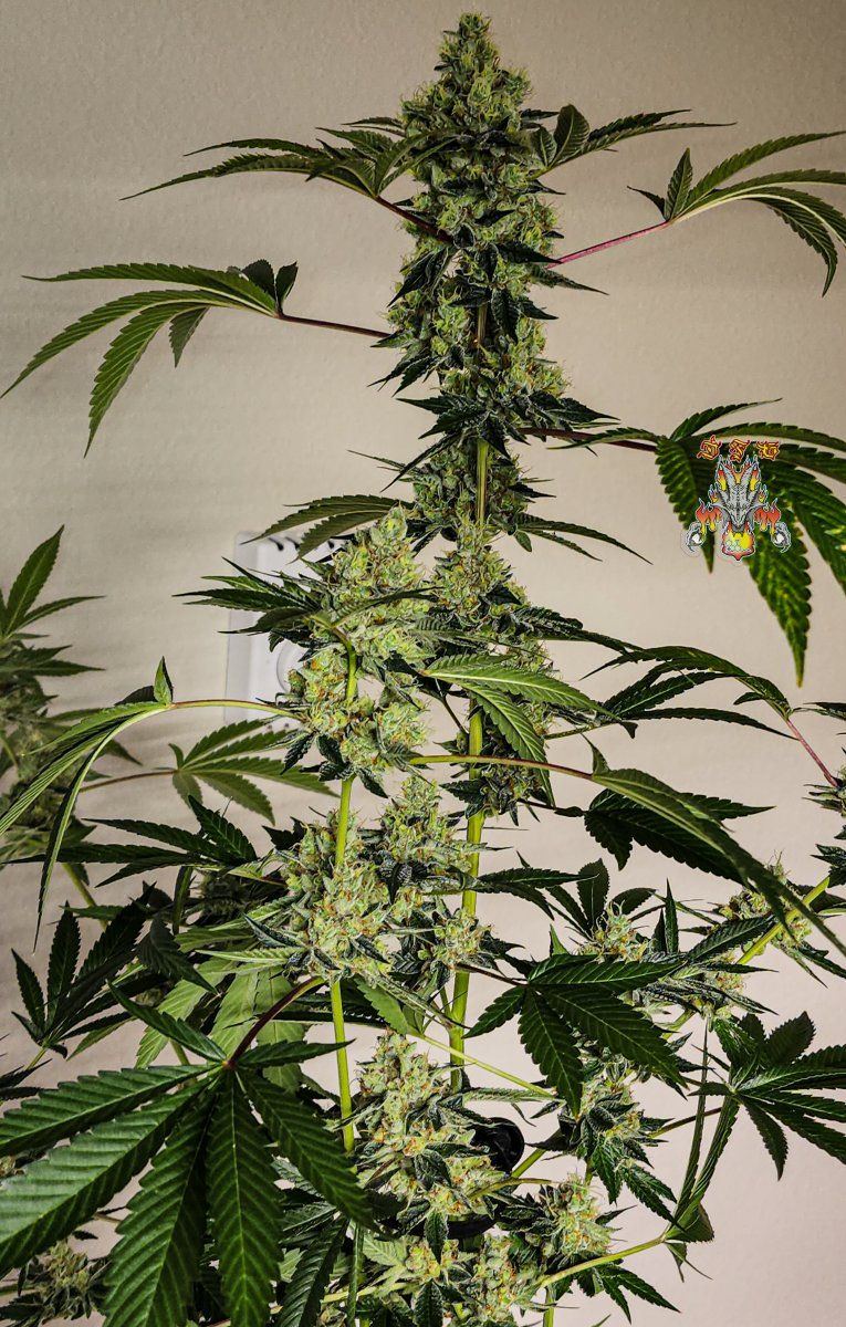 Modifed macberry moonshine  day 65