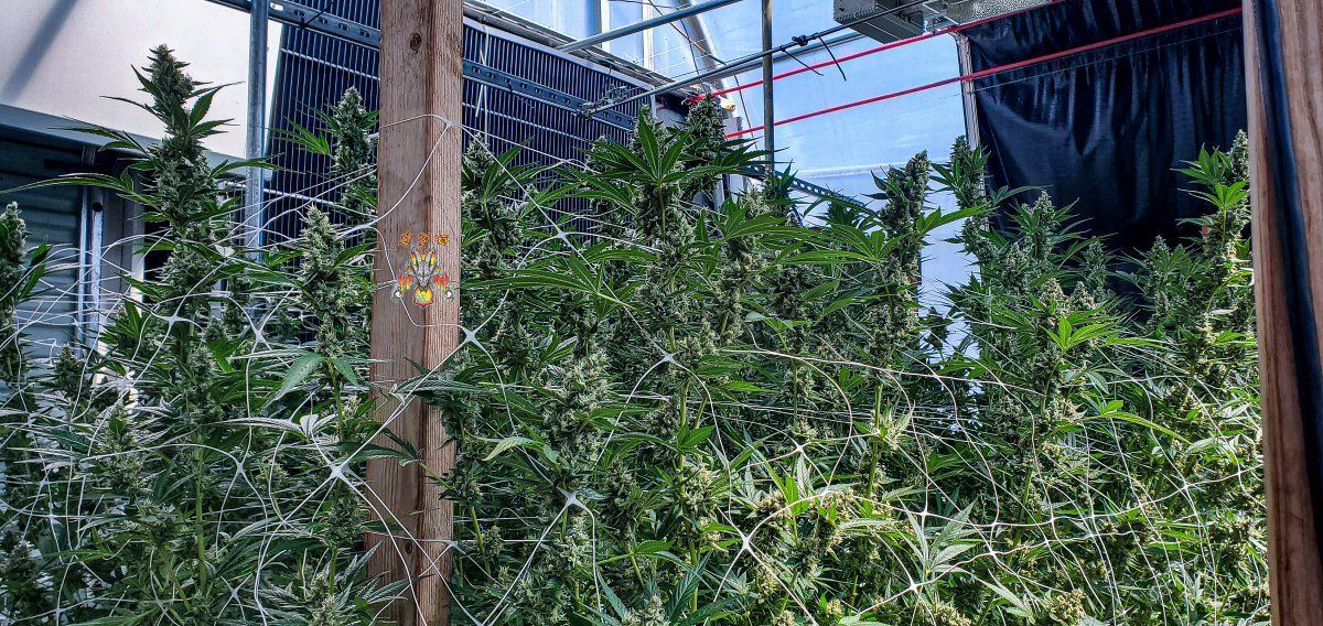 Modified macberry moonshine   cannaessentials  1