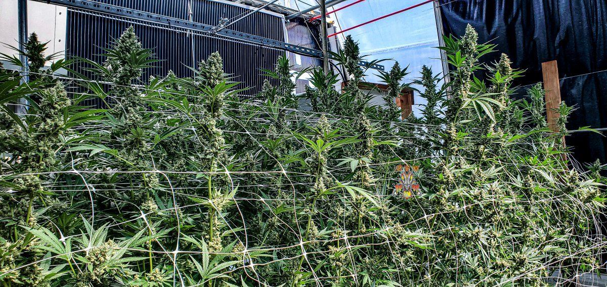 Modified macberry moonshine   cannaessentials  2