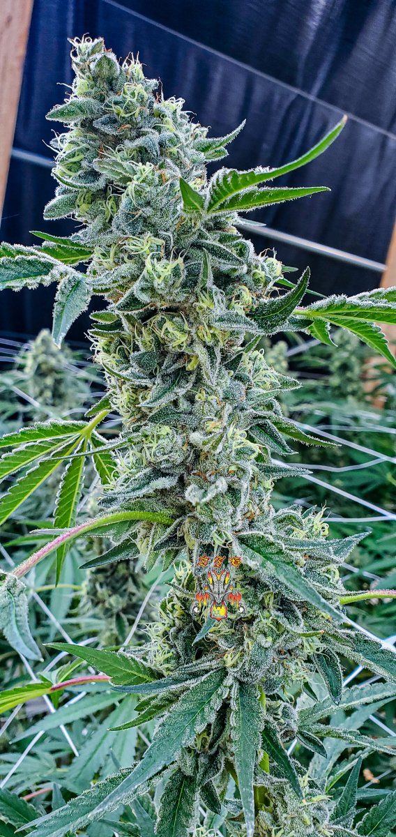 Modified macberry moonshine   cannaessentials  3