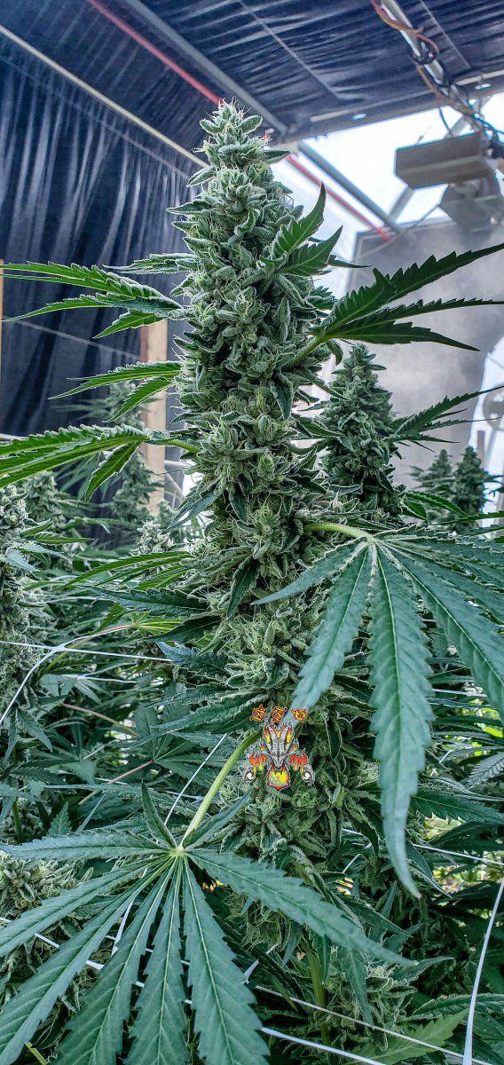 Modified macberry moonshine   cannaessentials  4