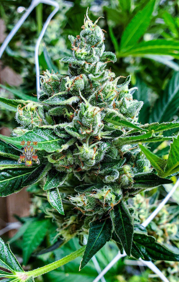 Modified macberry moonshine   cannaessentials 