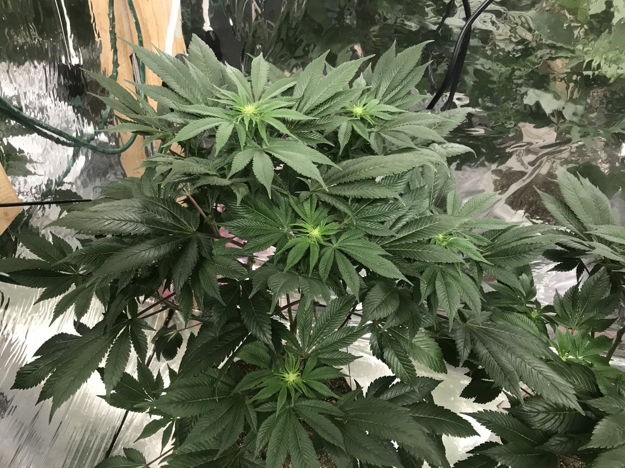 MoeAtTwoWeeks