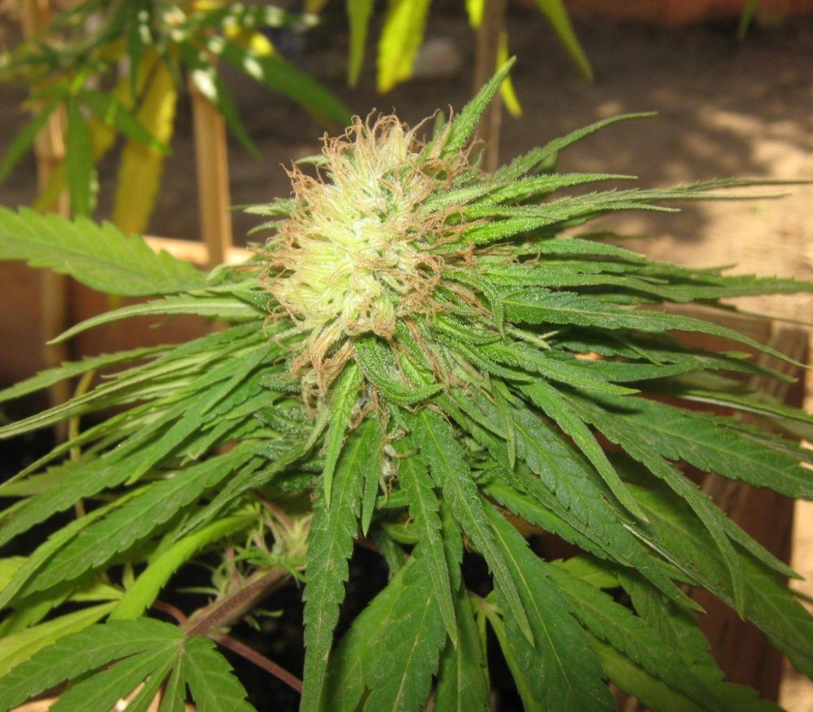 Mohawkbud1