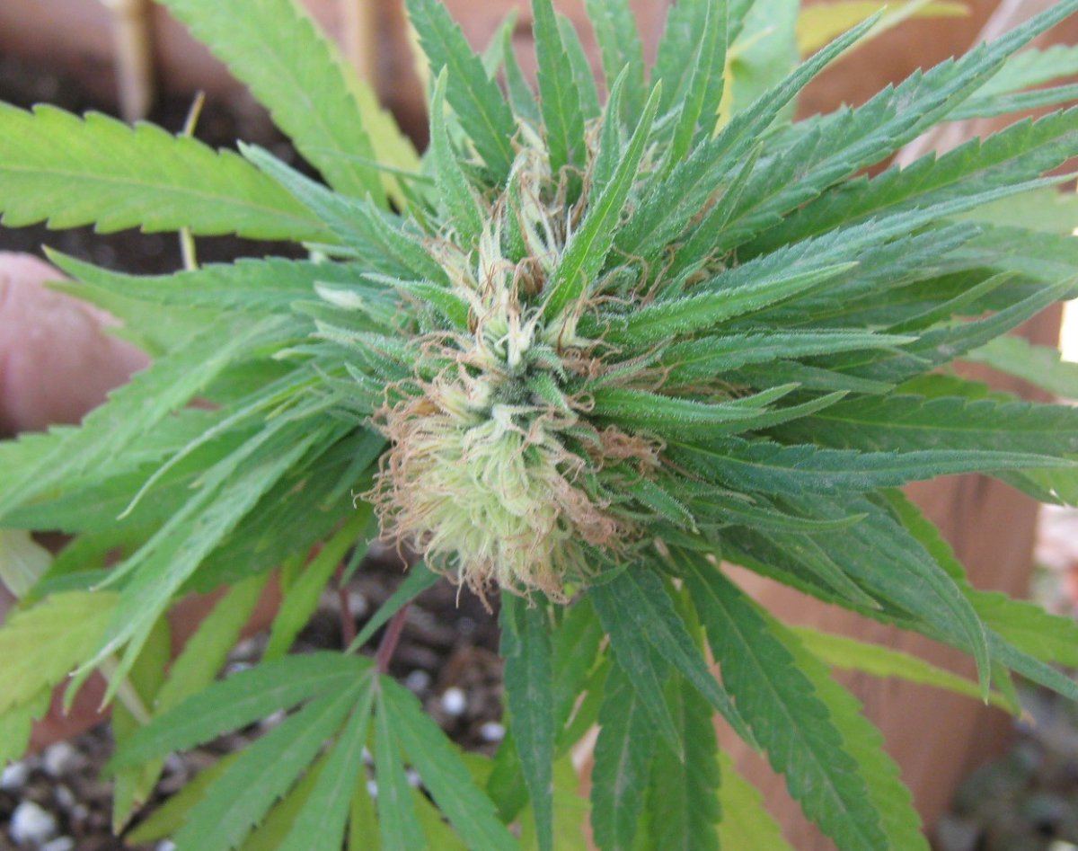 Mohawkbud2