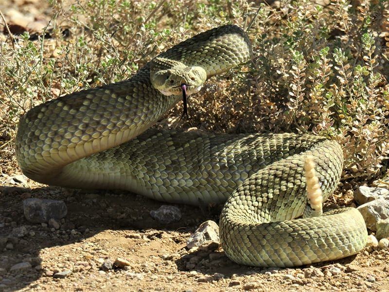 Mojavegreen03