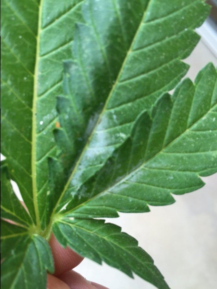 Mold fungus first outdoor grow and already running into issues