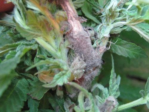 Mold