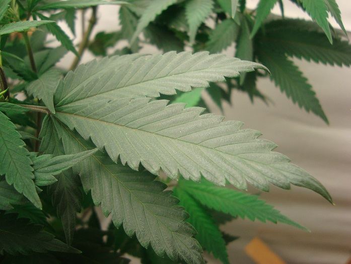 Momleaf