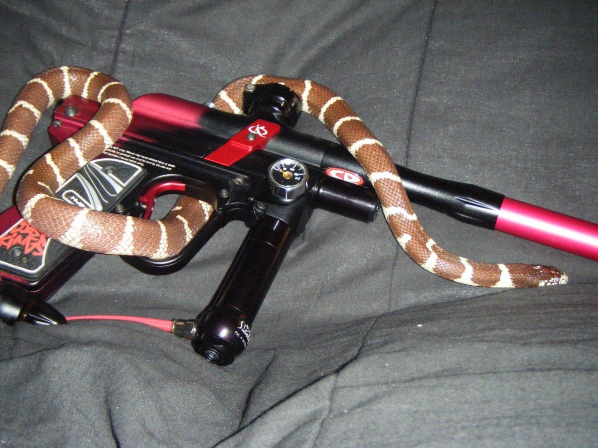 Momma snake