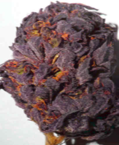 Mommas Haze