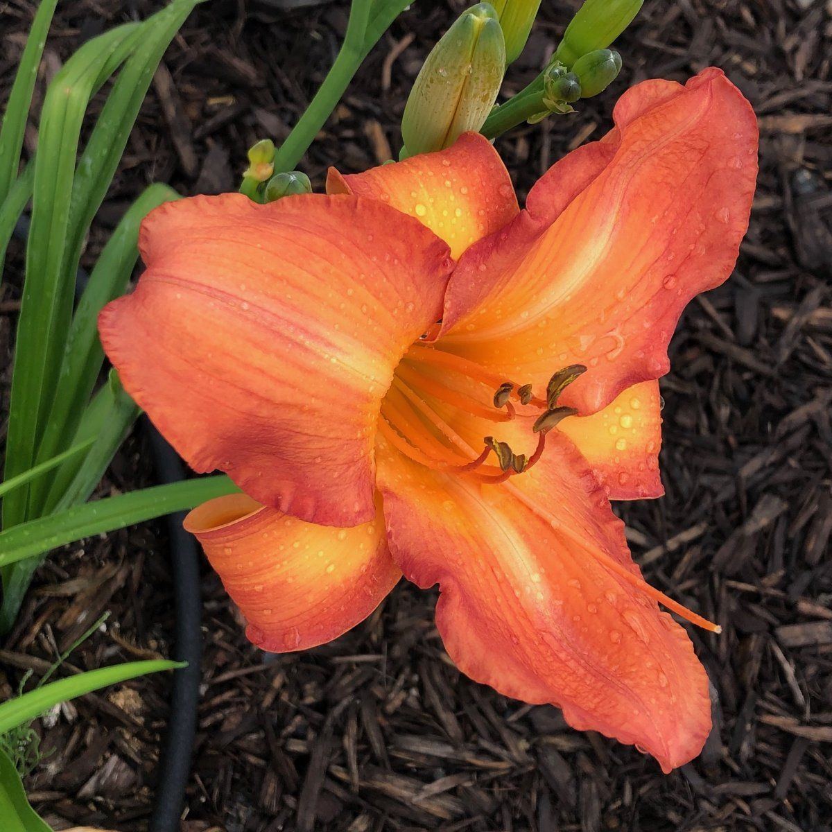 Moms Peach